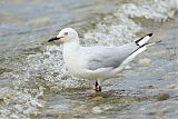 Black-billed Gullborder=